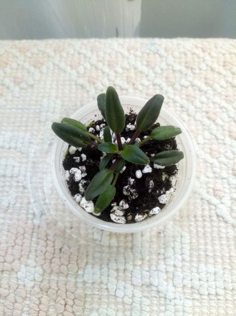 11 mai - Senk s Azalea Trail