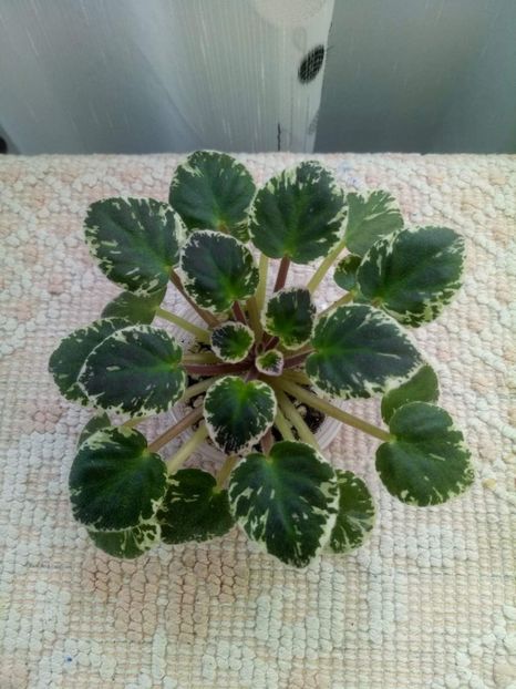 11 mai - Flashy Angel