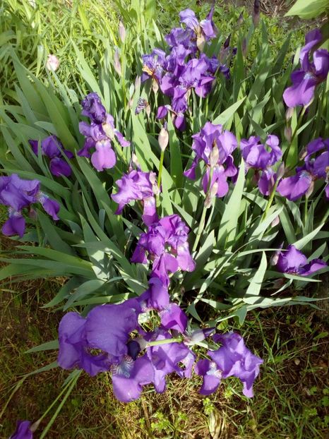  - Primavara in curte 2019