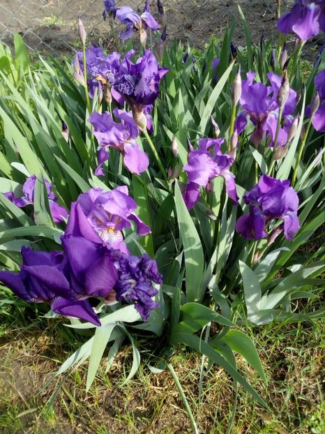  - Primavara in curte 2019