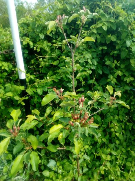  - Primavara in curte 2019