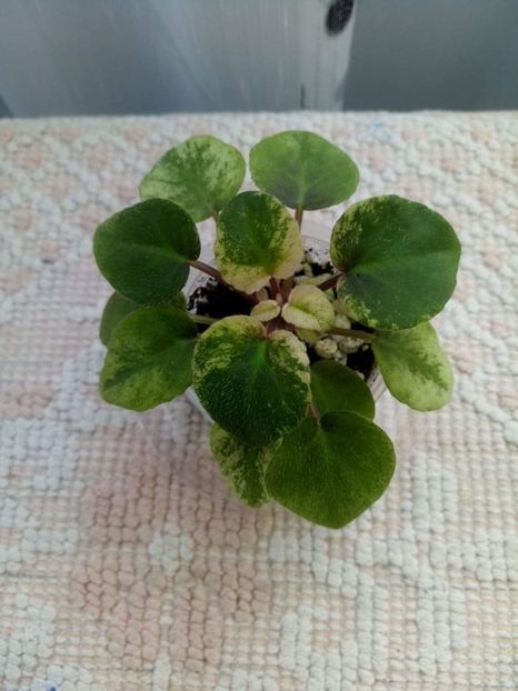 11 mai - Ramblin Spots