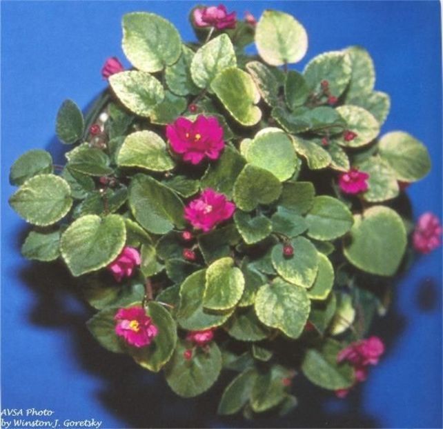 Ramblin Sunshine poza net - Ramblin Sunshine