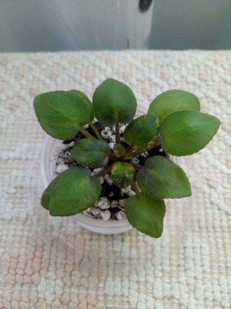 11 mai - Ramblin Sunshine