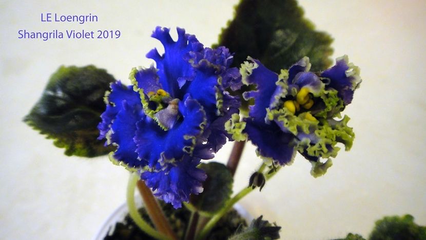 LE Loengrin - DORINTE