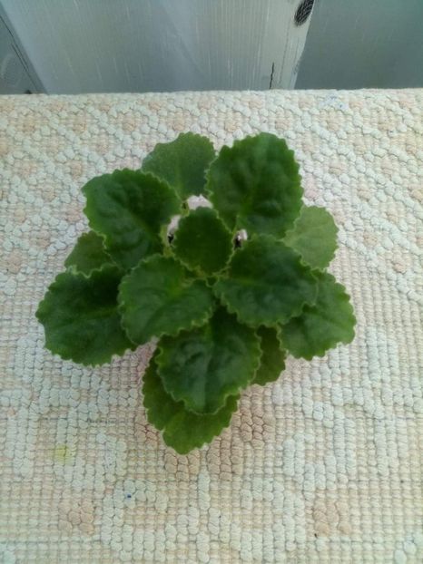 11 mai - RM Pink Curls