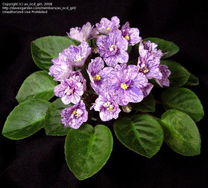 Little Chatterbox poza net - ZZ Little Chatterbox