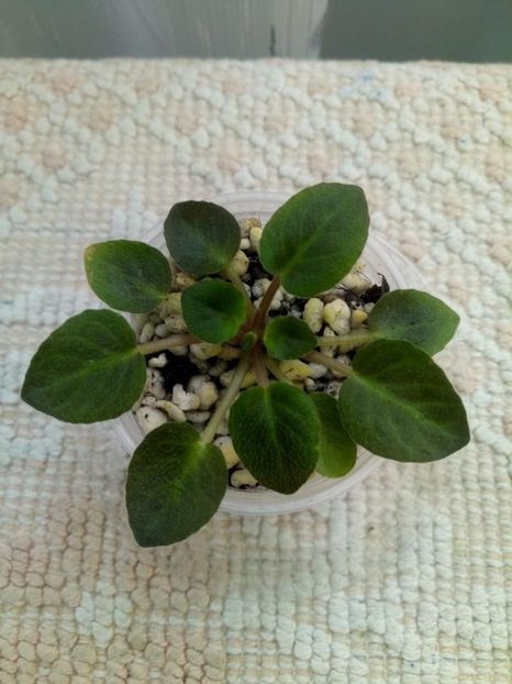 11 mai - ZZ Little Chatterbox