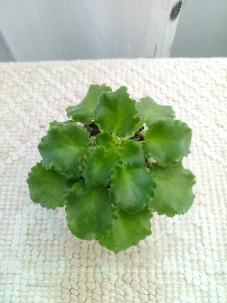 11 mai - Irish Flirt