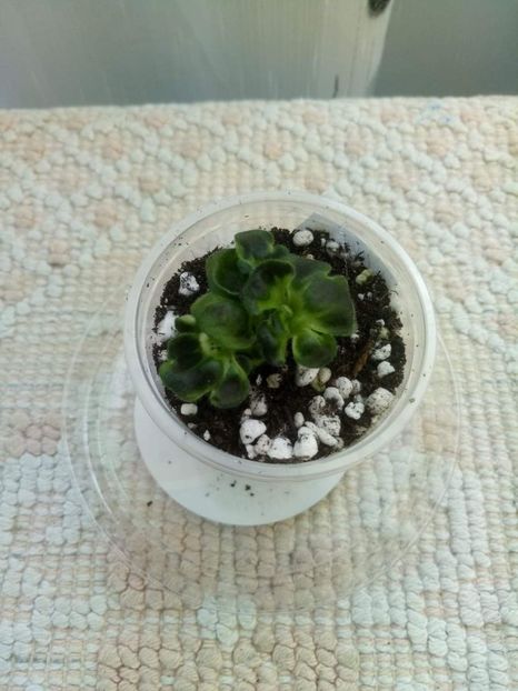 11 mai - ZZ Senk s Girl Wasp