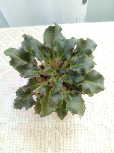 11 mai - Rob s Antique Rose