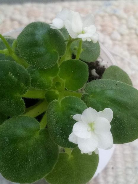 11 mai - ZZ White Roby