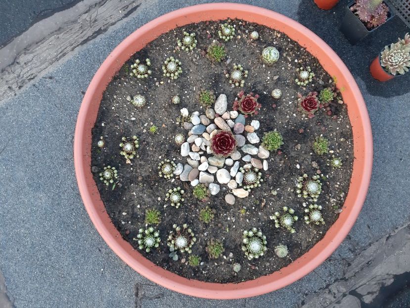  - Sempervivum - 2018 - 2020