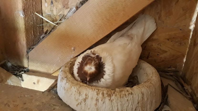  - jucatori de botosani