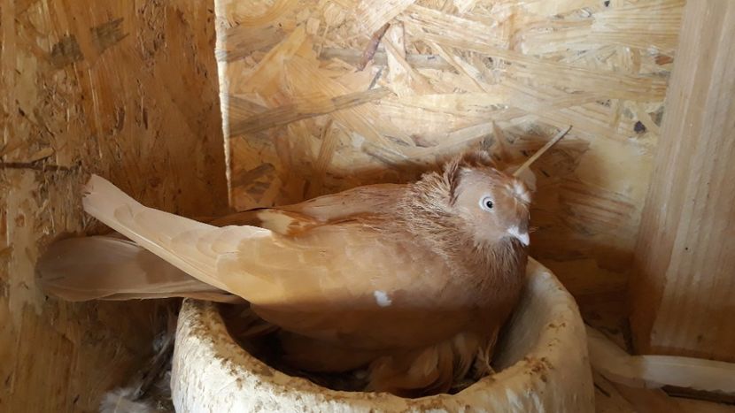  - jucatori de botosani