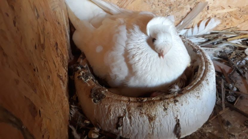  - jucatori de botosani