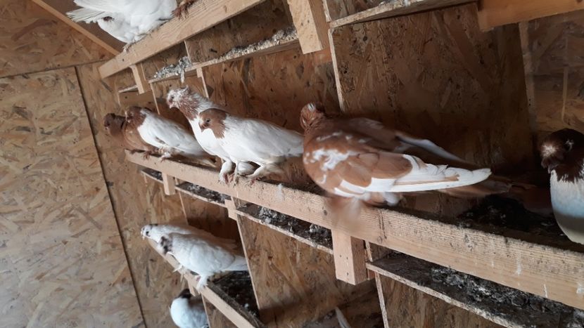  - jucatori de botosani