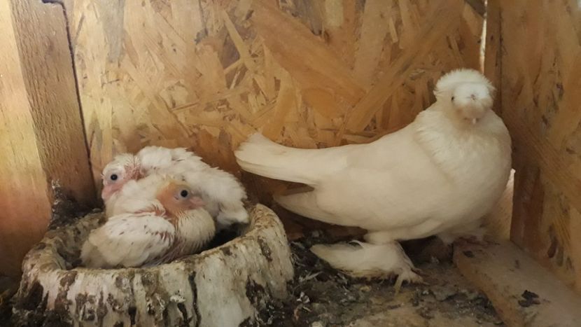  - jucatori de botosani