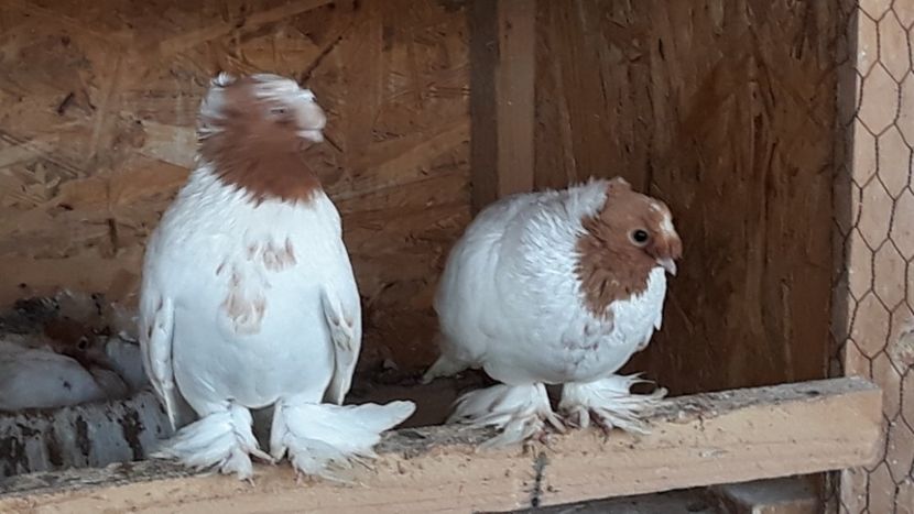  - jucatori de botosani