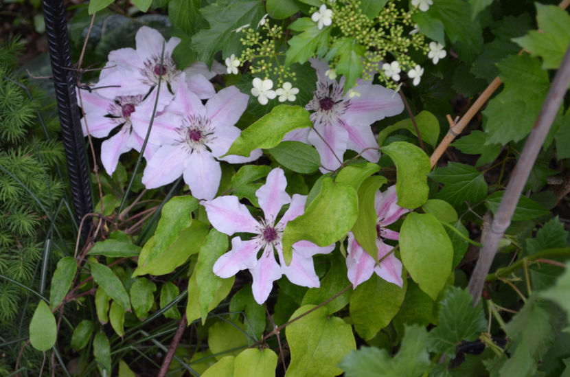  - dragostea  de natura