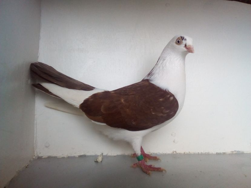  - jucatori de galati pe ros