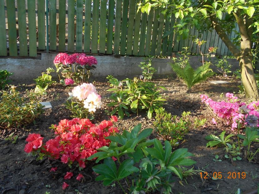  - 2Azalee-rhododendroni-hortensii-hoste 2019