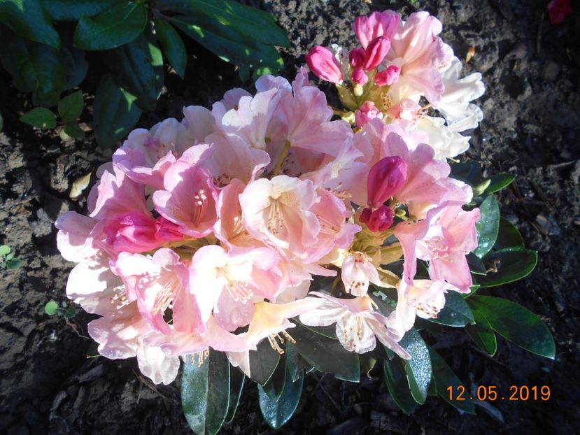  - 2Azalee-rhododendroni-hortensii-hoste 2019