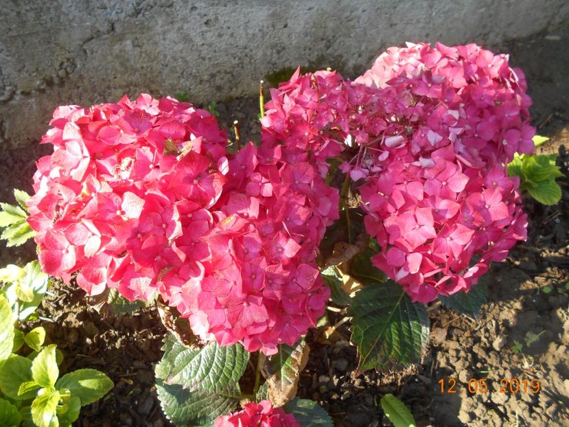  - 2Azalee-rhododendroni-hortensii-hoste 2019