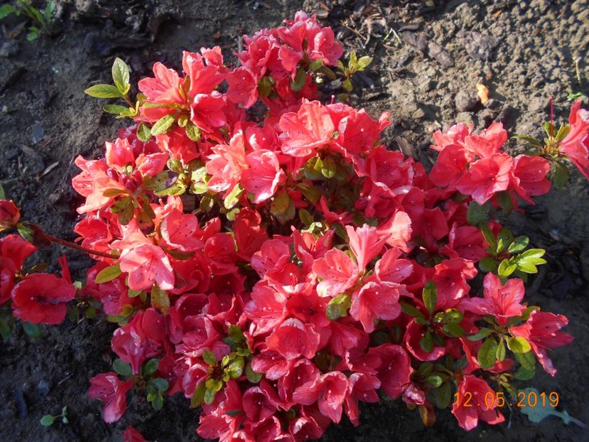  - 2Azalee-rhododendroni-hortensii-hoste 2019