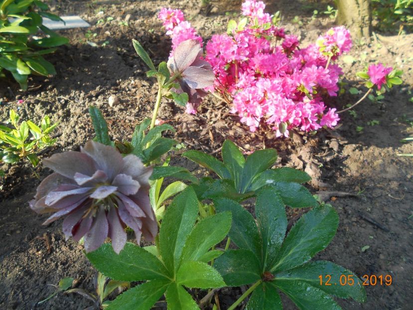  - 2Azalee-rhododendroni-hortensii-hoste 2019
