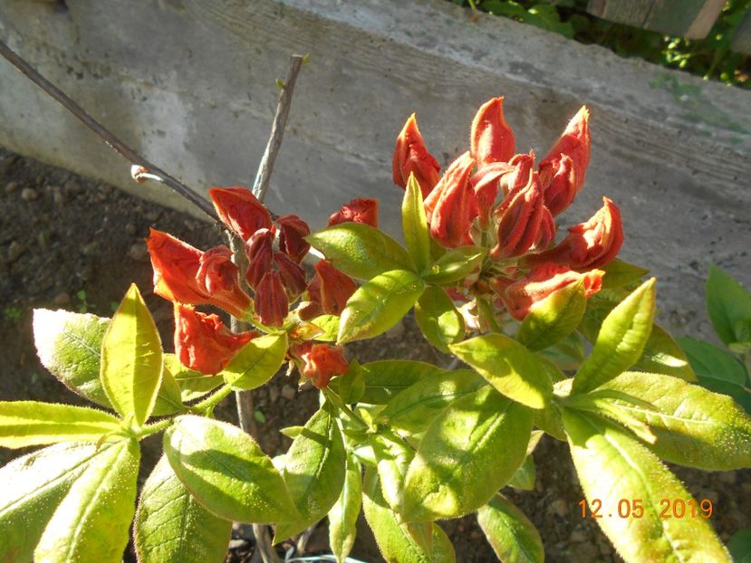Azalee Gibraltar - 2Azalee-rhododendroni-hortensii-hoste 2019