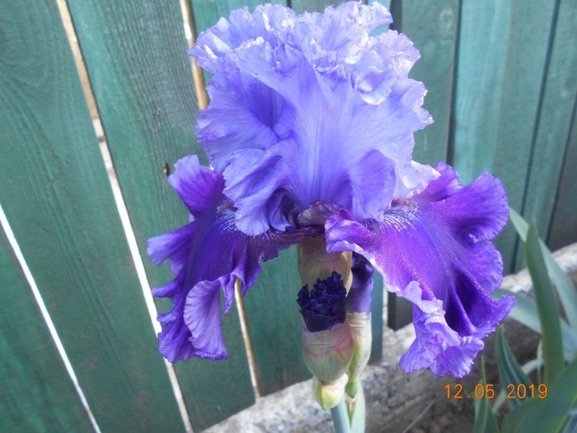 Wicked Woman - 2Irisi 2019