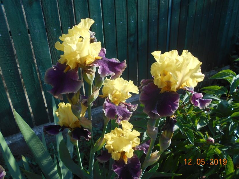 On the town - 2Irisi 2019