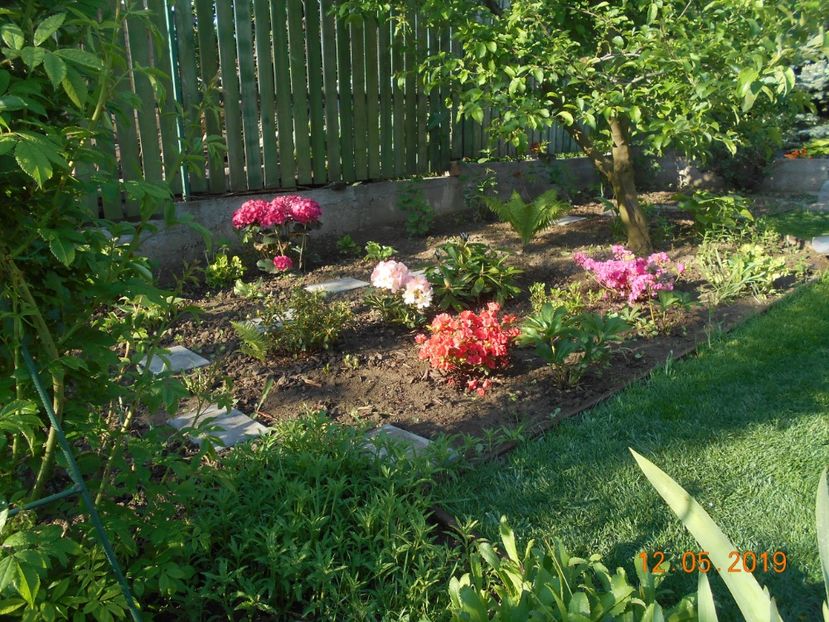  - 2Azalee-rhododendroni-hortensii-hoste 2019