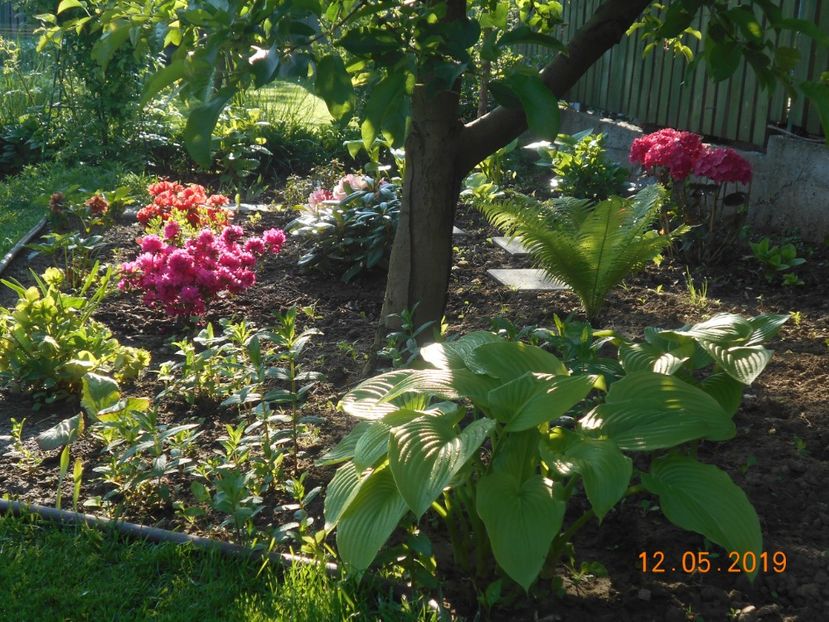  - 2Azalee-rhododendroni-hortensii-hoste 2019