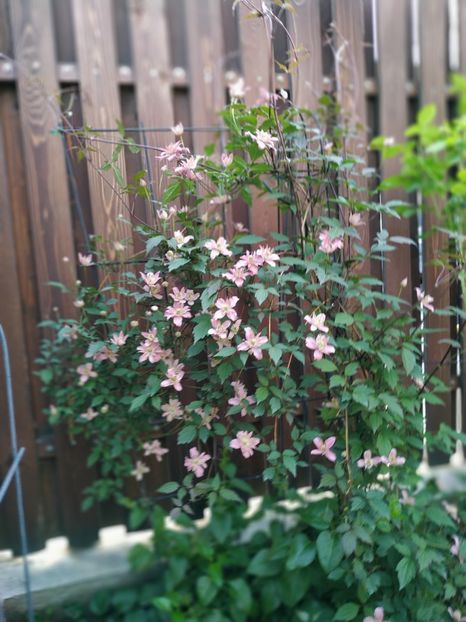  - Montana Broughton Star 1