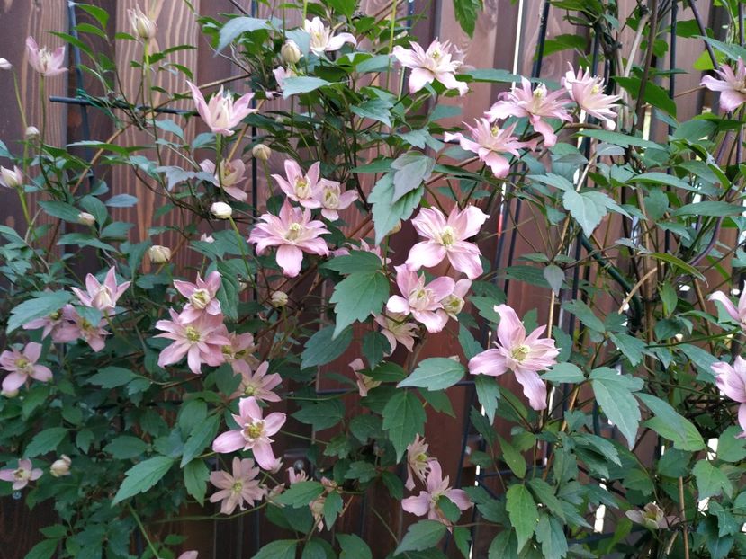  - Montana Broughton Star 1