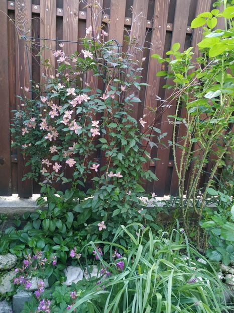  - Montana Broughton Star 1