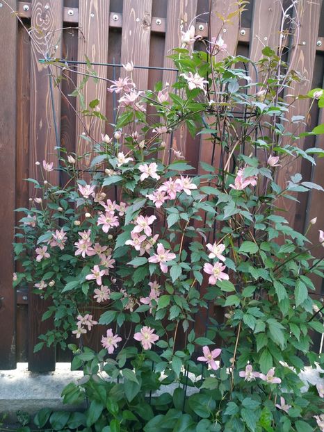  - Montana Broughton Star 1