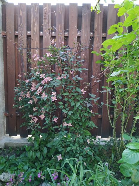  - Montana Broughton Star 1