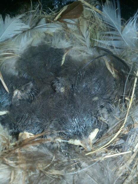 Codrosi - FOTO DIVERSE