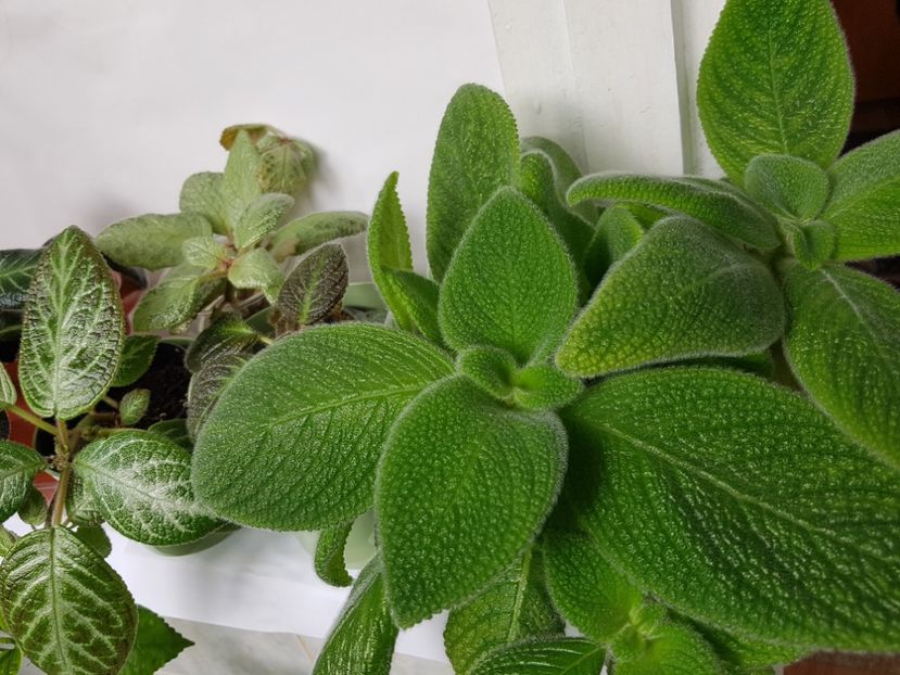  - EPISCIA