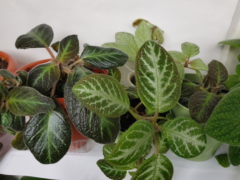  - EPISCIA