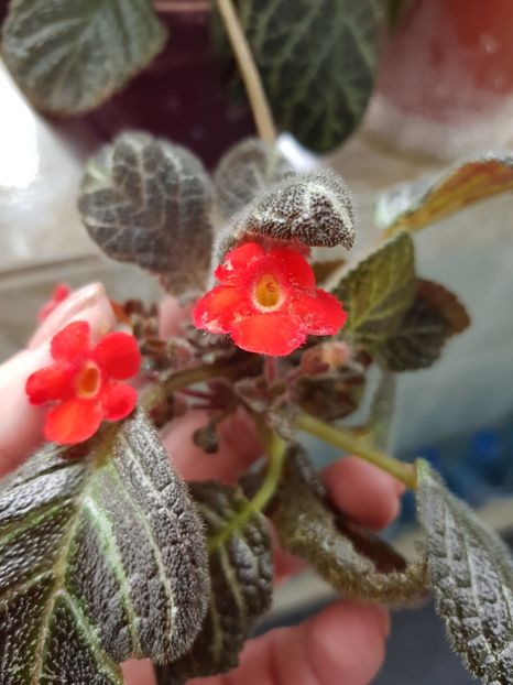  - EPISCIA