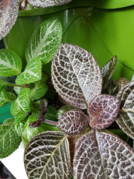  - EPISCIA