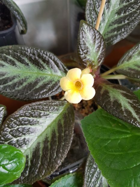  - EPISCIA