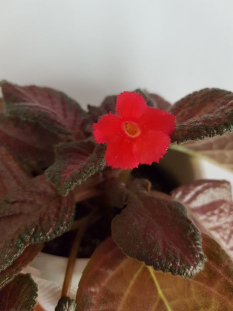 - EPISCIA