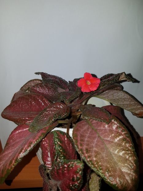  - EPISCIA