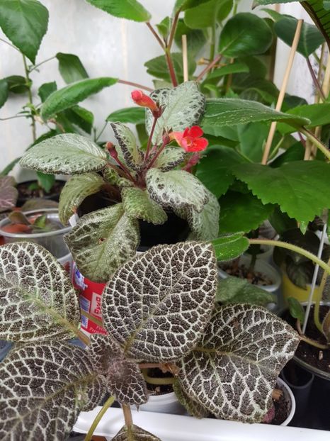  - EPISCIA