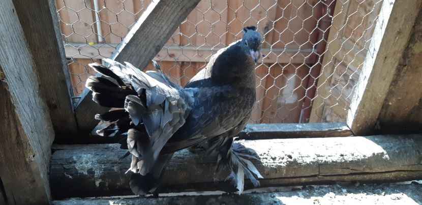  - J-----porumbei 2019